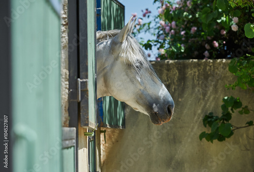 White horse is in the stable © Pelana