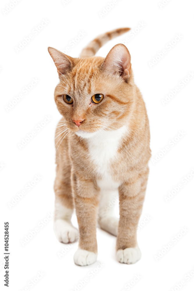 Pretty Kitty Standing Over White Background