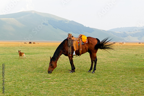 Brown saddled horse grazing in field. © KLARISSA SAN