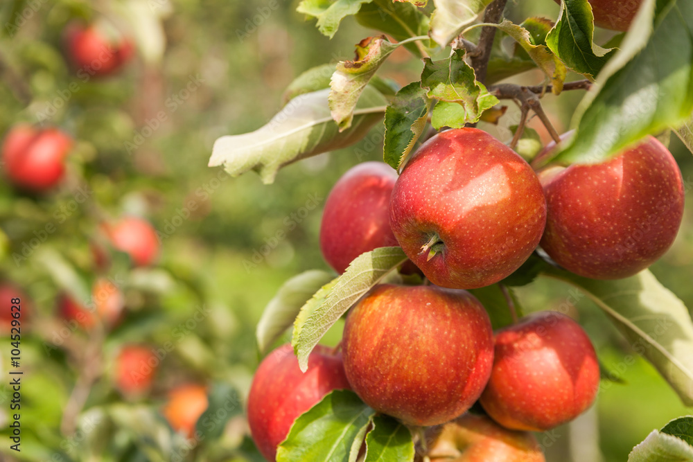 Set of apples on Lake Constance Germany
Set of apples on Lake Constance Germany