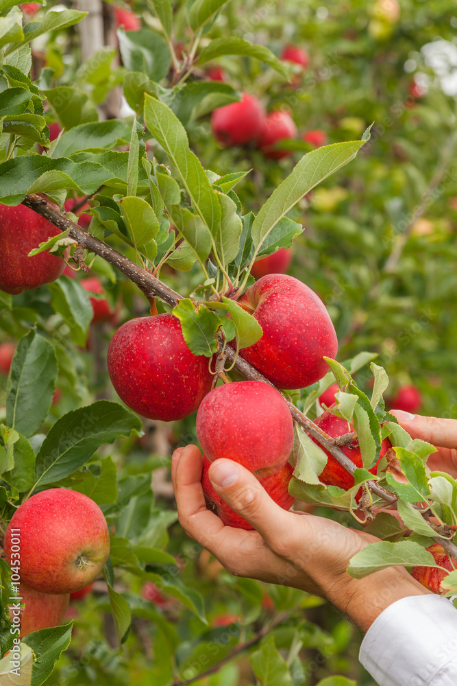 Set of apples on Lake Constance Germany
Set of apples on Lake Constance Germany