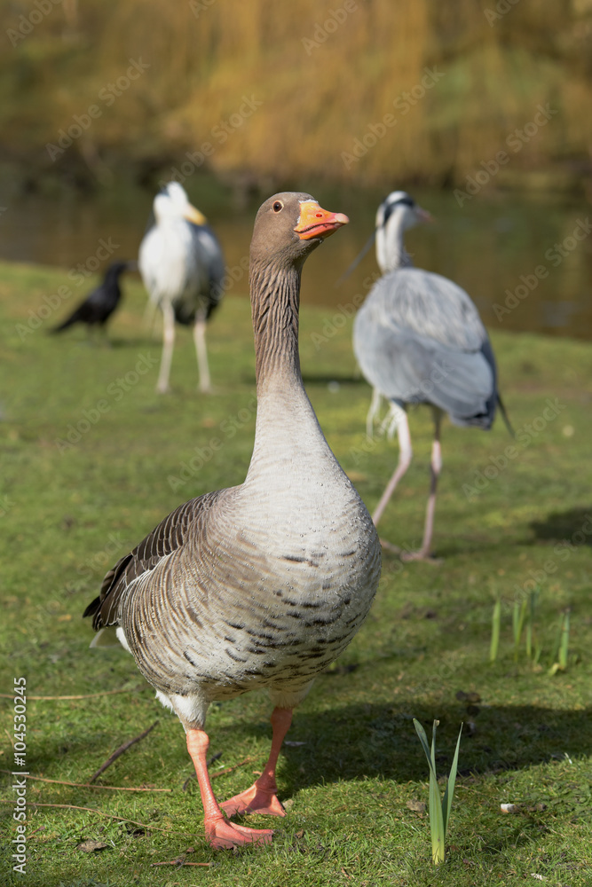 Obraz premium Greylag Goose, goose