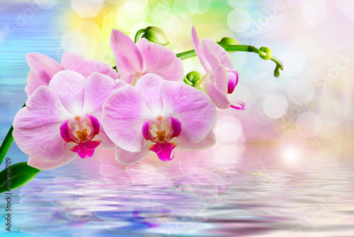 Orchid flower close up