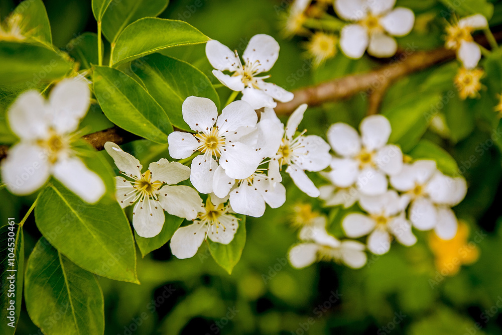 Fotografie Pear flowers against green foliage