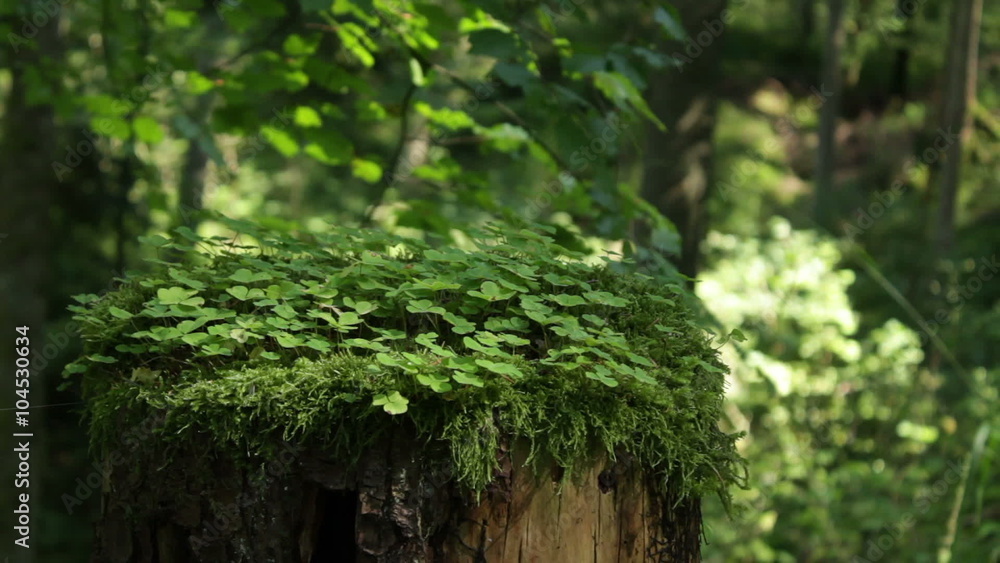 summer forest with tree trunk and shadow play summer forest with tree trunk and shadow play