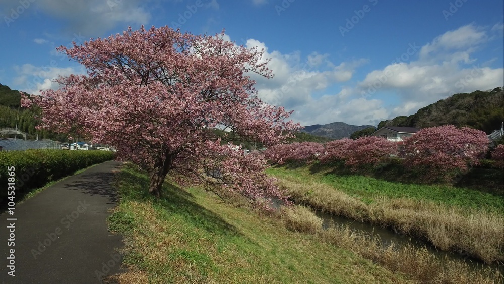 桜並木を歩く