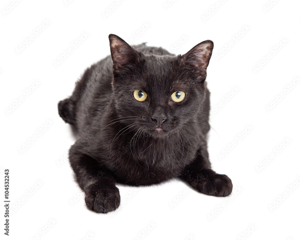 Black Cat Looking Straight Forward into Camera