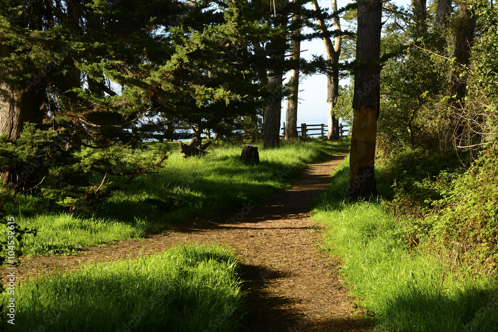 Fototapeta premium New Brighton State Beach and Campground, Capitola, California