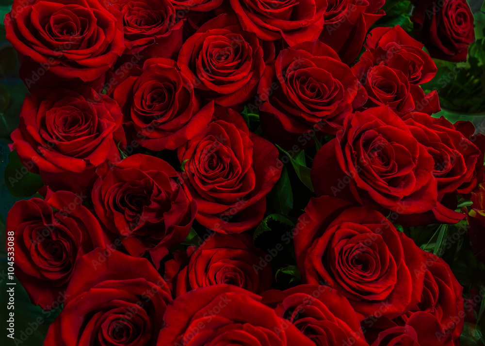 gorgeous red rose on a green background. gorgeous red rose on a green background.