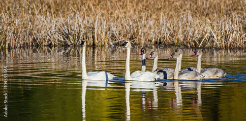 Swan Family