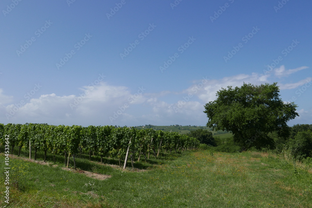 Fototapeta premium bordelais