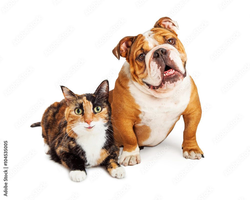 Happy Calico Cat and Dog Together