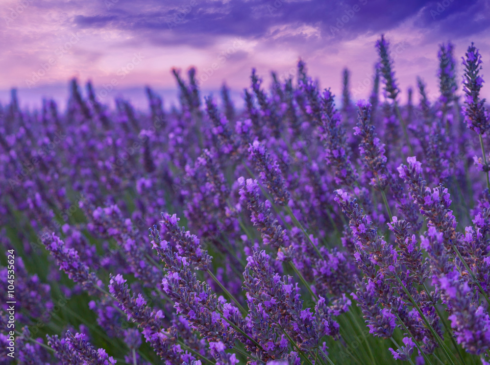 Naklejka premium Beautiful colors purple lavender fields near Valensole