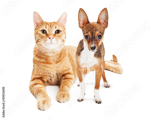 Large Cat and Little Chihuahua Dog Together