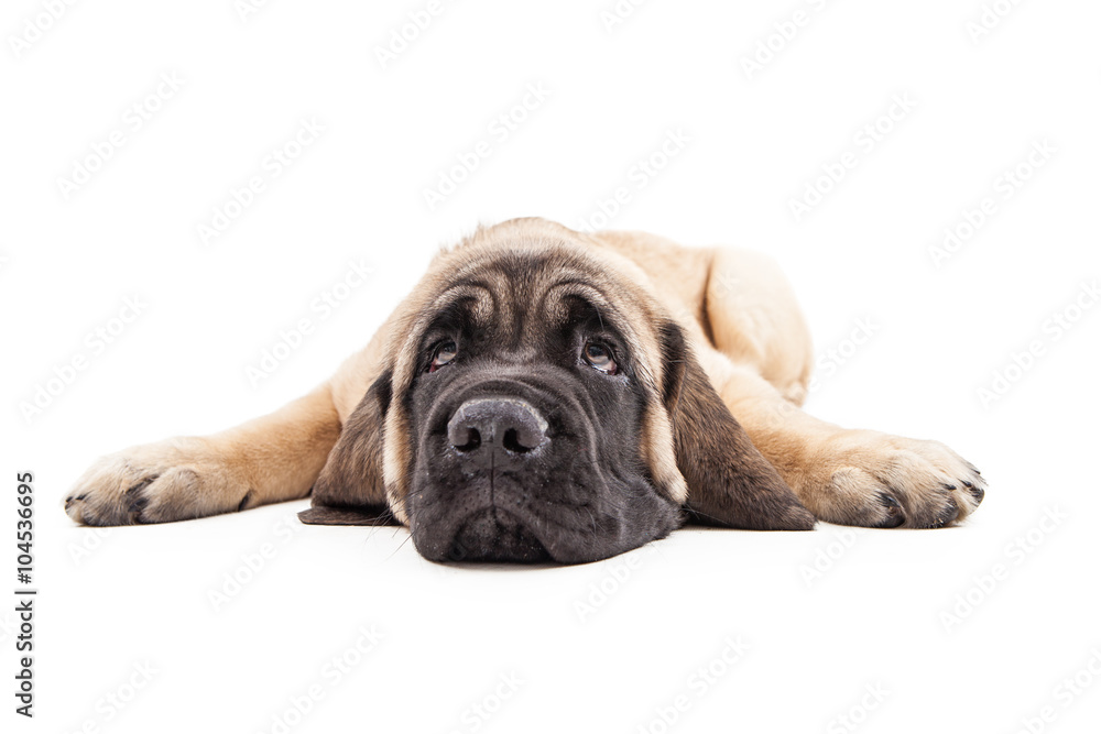 Mastiff Puppy Laying Flat Rolling Eyes Up