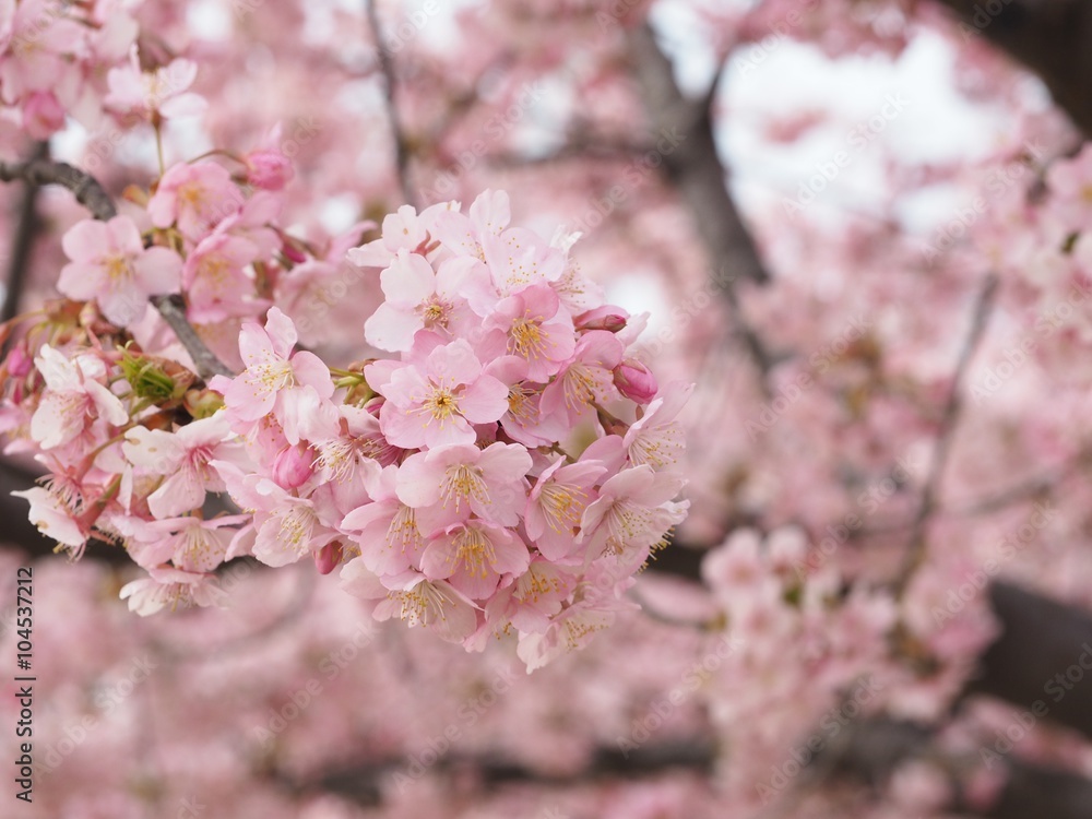 河津桜のアップ