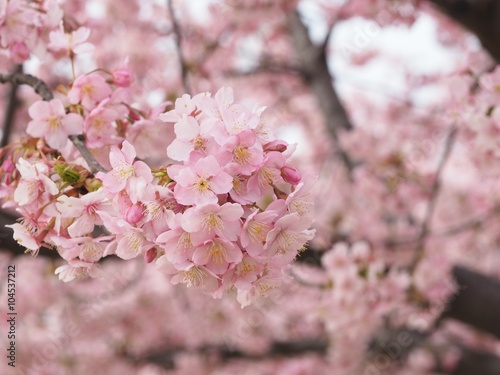 河津桜のアップ © kawa10