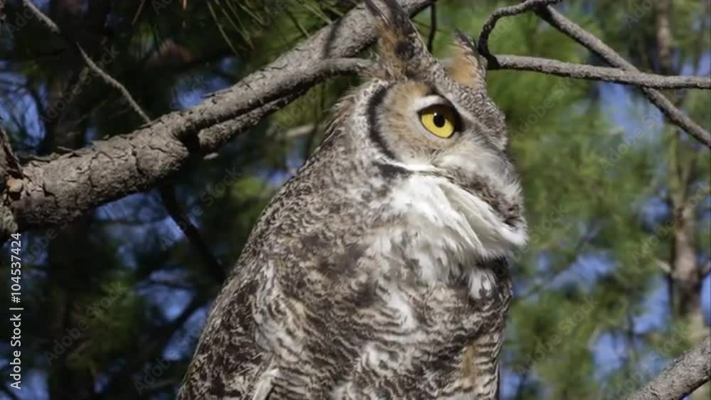 Tight shot of great horned owl hooting in a tree. Tight shot of great horned owl hooting in a tree.