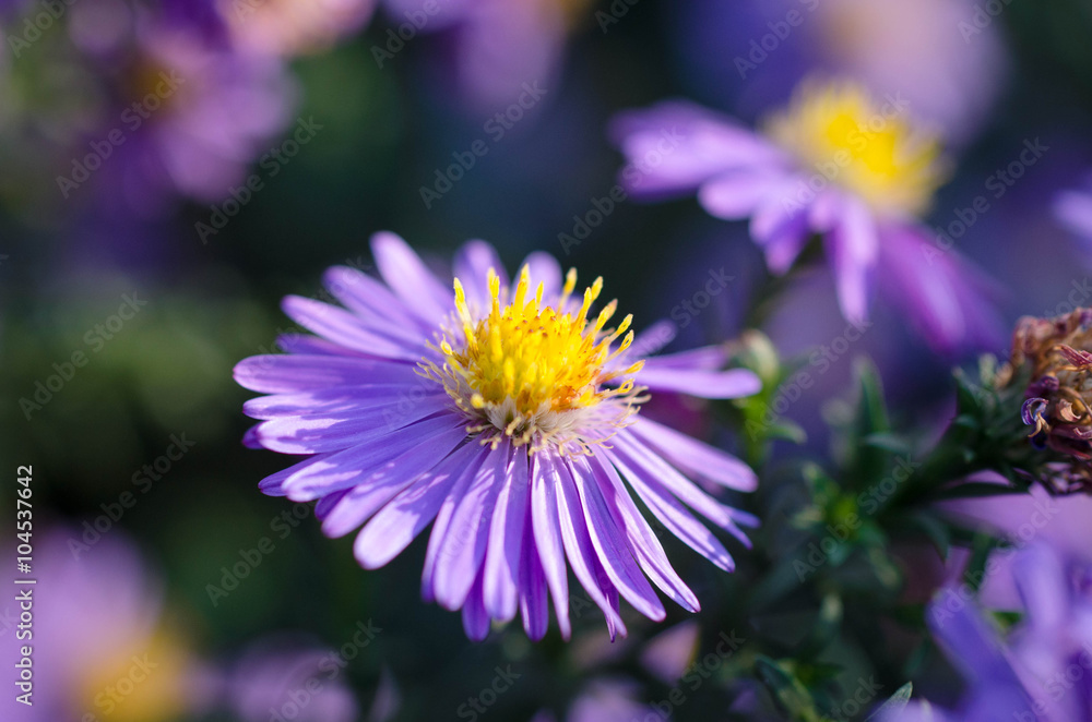 Obraz premium violet chrysanthemum