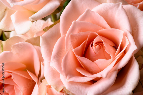 Creamy pink natural roses macro