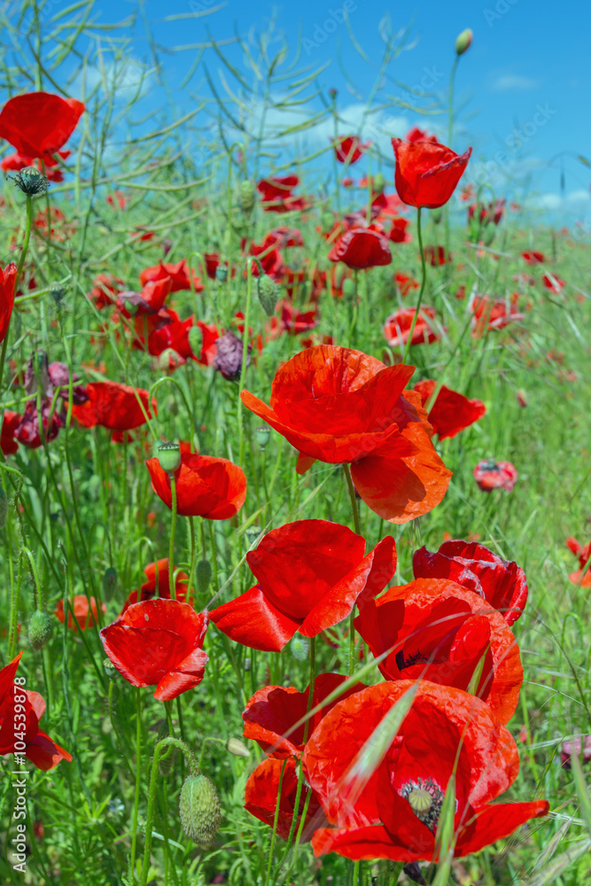 Obraz premium Mohnblüten an einem Sommertag