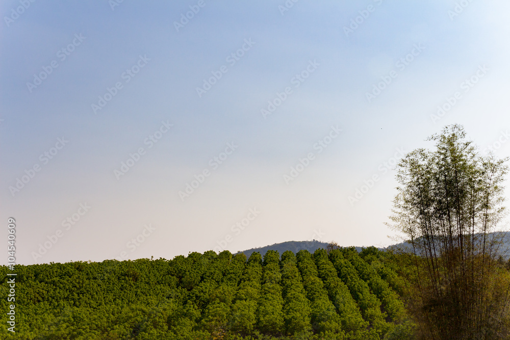 Tea farm on the mountain in the blue sky.