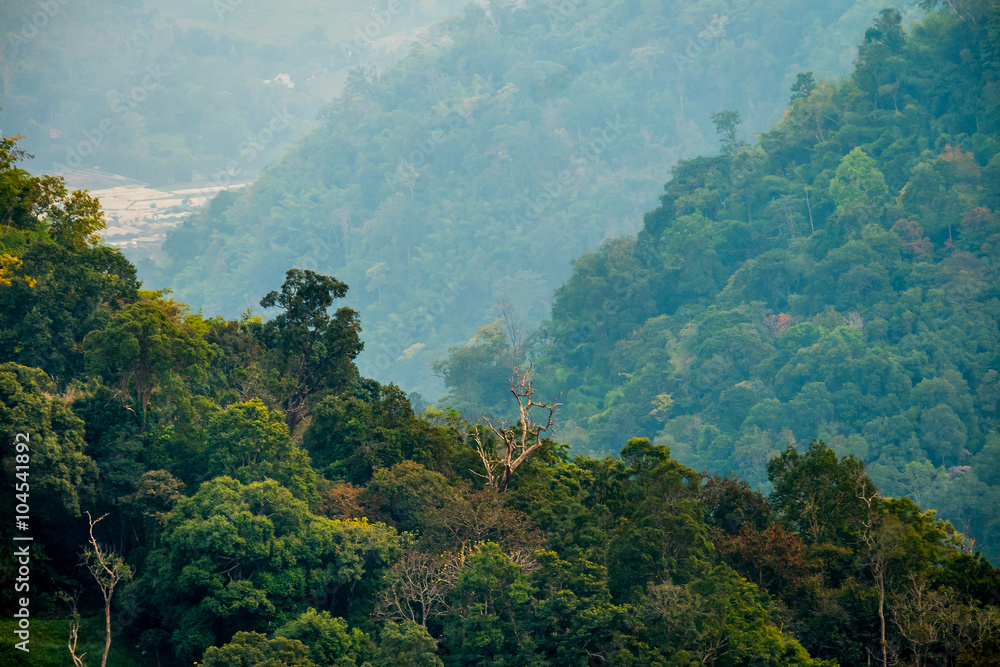 Fototapeta premium Mountain forest sly lanscape