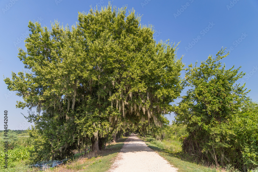 Fototapeta premium Trail surrounded by trees and other vegetation in Brazos Bend State Park near Houston, Texas