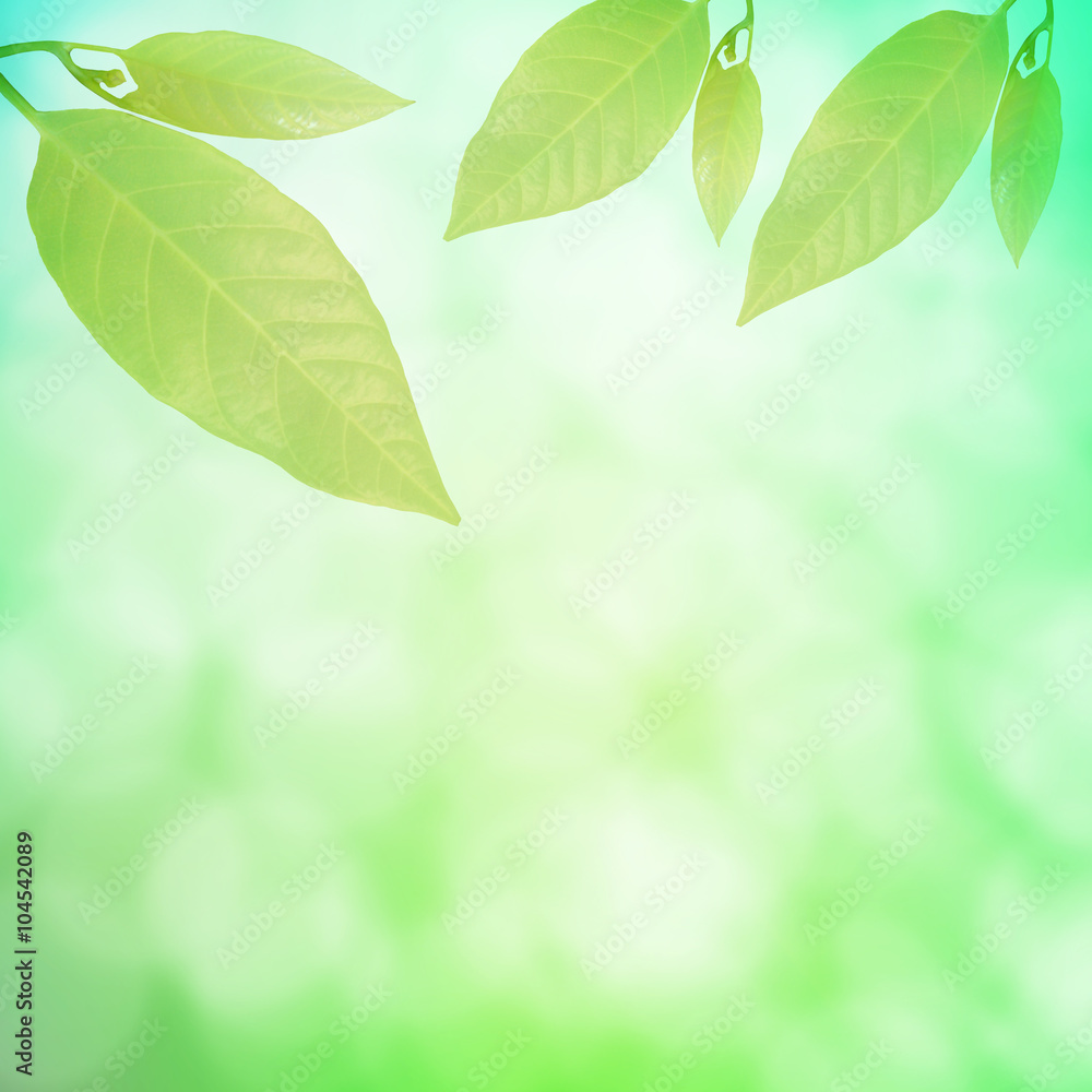 Abstract spring season green color and leaves background Abstract spring season green color and leaves background