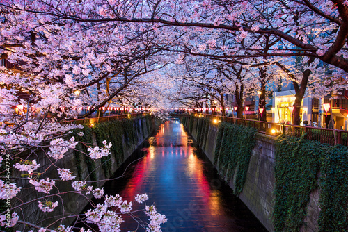 Принти на полотні Kirschblüte beim Meguro Kanal in Tokyo bei Nacht