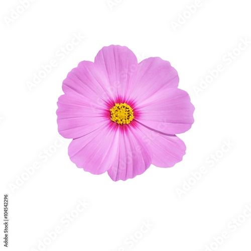 pink cosmos flower isolate on white background