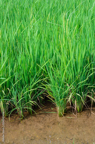 Rice plants in field with water.