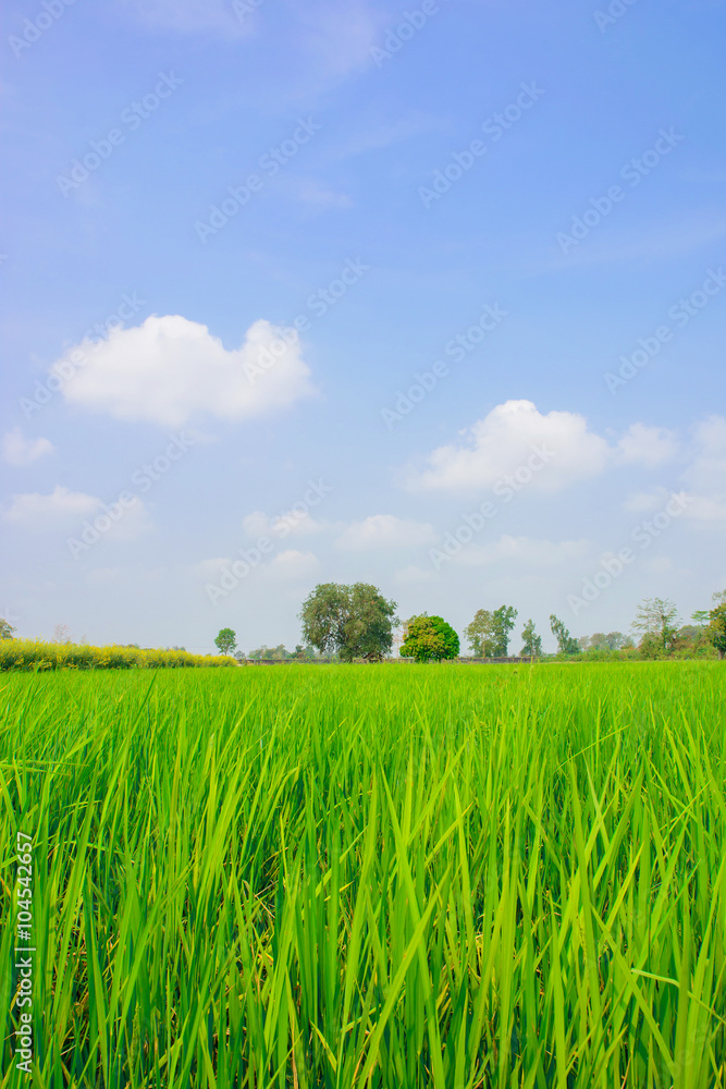 Fototapeta premium Green rice field with blue sky background in countryside