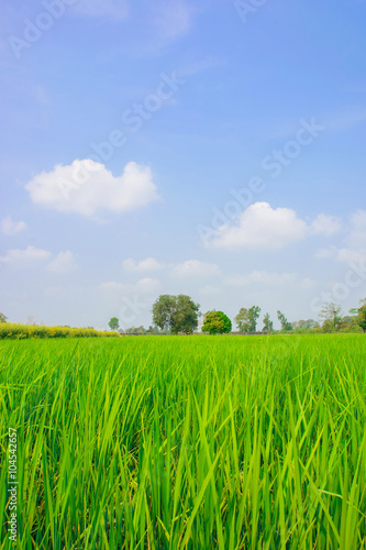 Green rice field with blue sky background in countryside