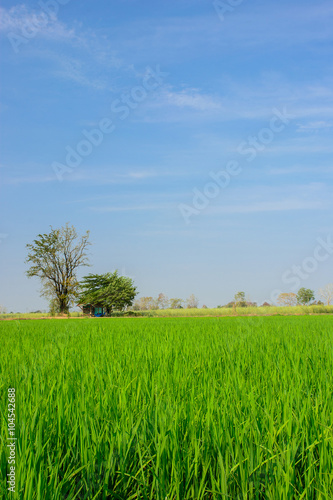 Green rice field with blue sky background in countryside.
