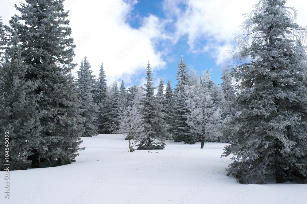 Fototapeta premium Winter fir forest with snow