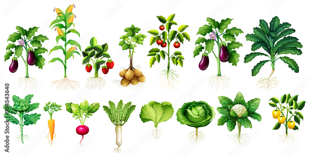 Many kind of vegetables with leaves and roots - obrazy, fototapety, plakaty 