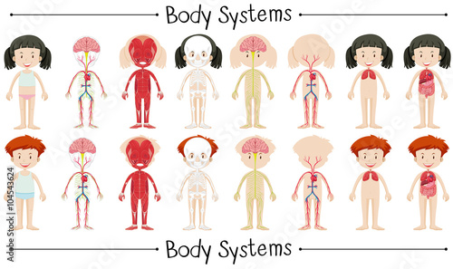 Body system of boy and girl