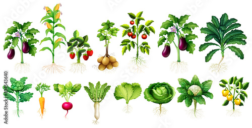 Many kind of vegetables with leaves and roots