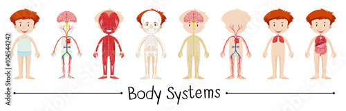 Body system of boy