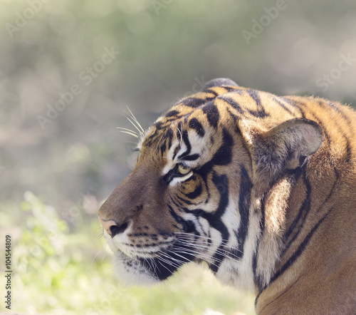 Portrait of Tiger