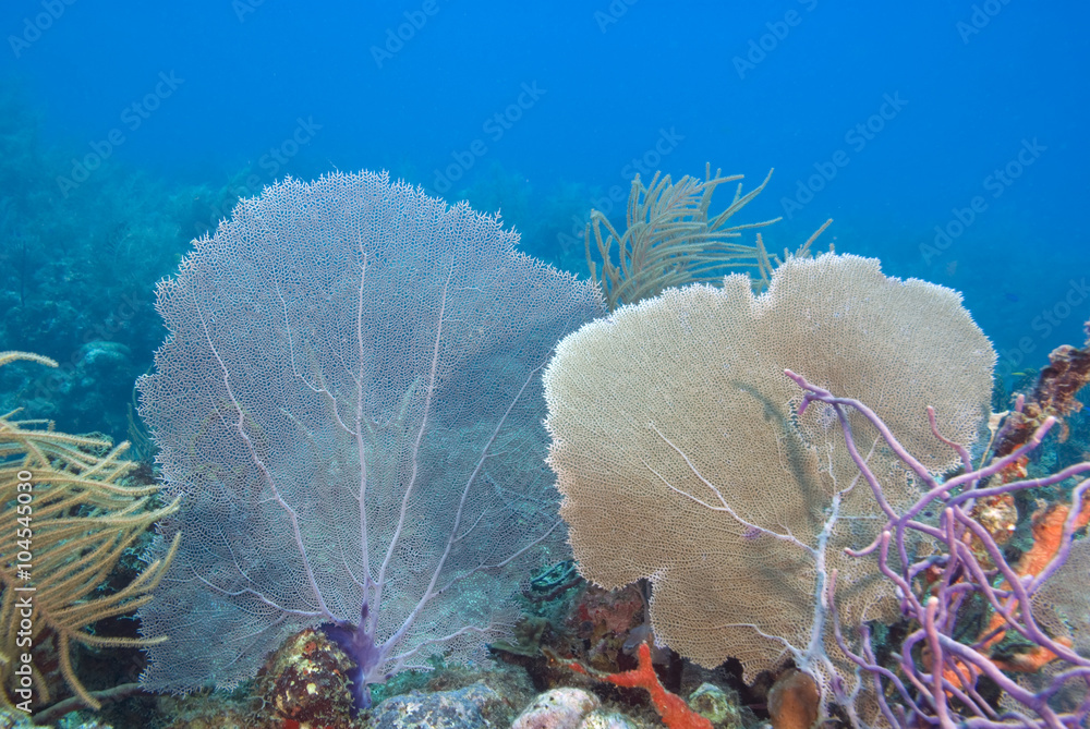 Fototapeta premium Sea fans at underwater tropical island coral reef