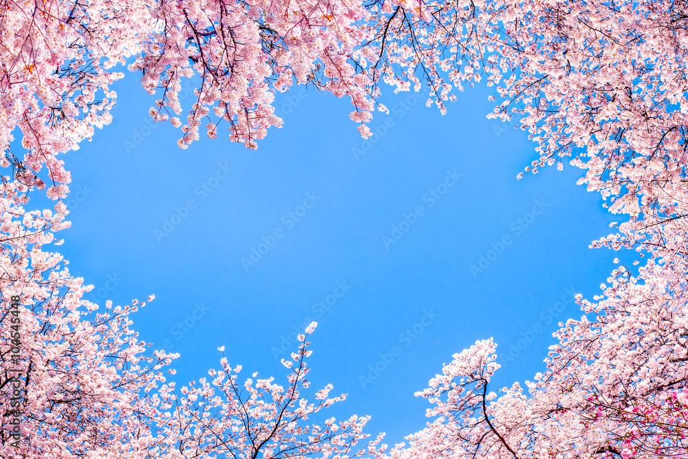 Rosa Kirschblüten vor blauem Himmel