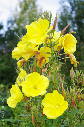 flowers of Evening primrose (lat. Oenothera biennis) closeup