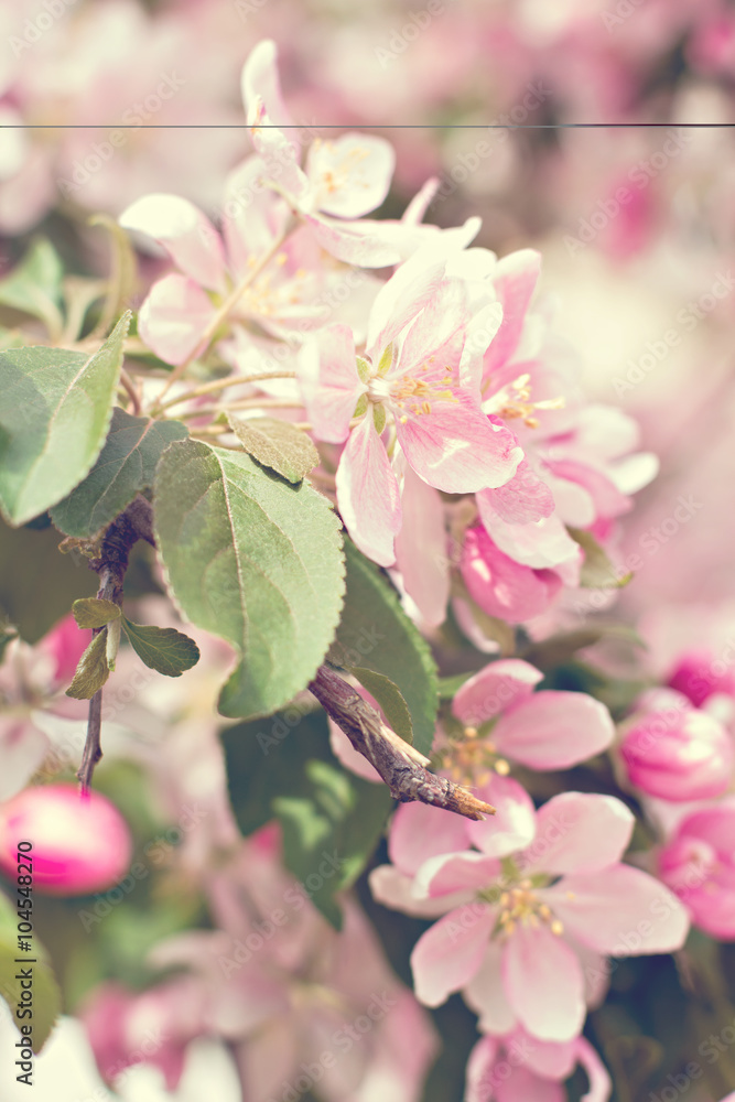 Obraz premium Cherry blossoms on a branch in the sunshine. Tonning photo