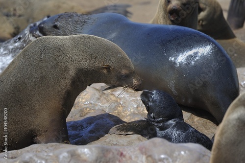 otaries, mère et son petit Cap Cross Namibie