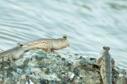 Portrait of a Gold Spotted Mud Skipper
