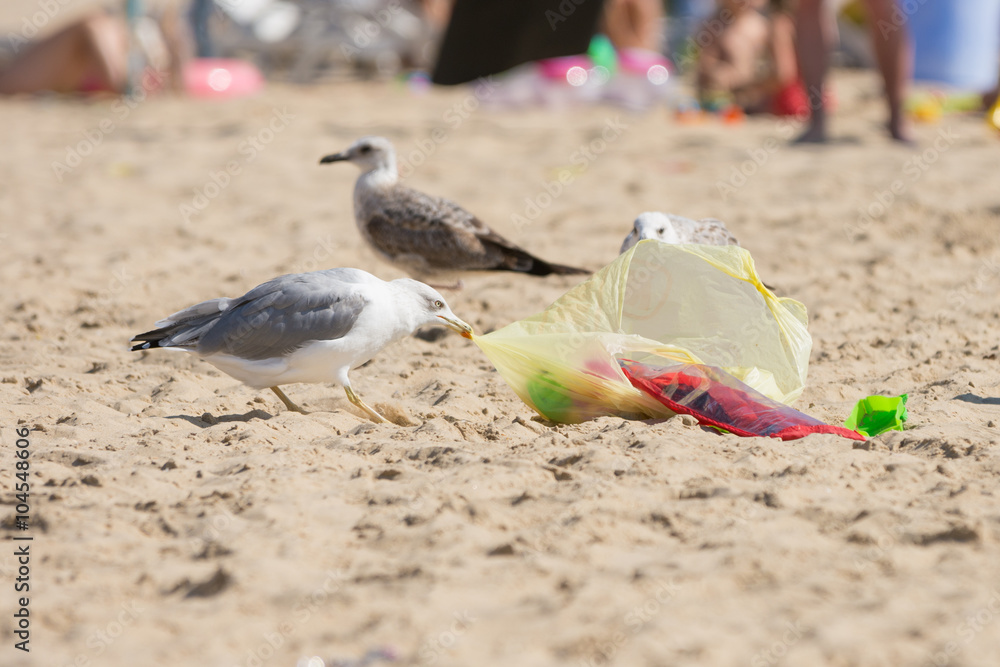 Fototapeta premium Gulls on the beach seaside dragged a bag of food