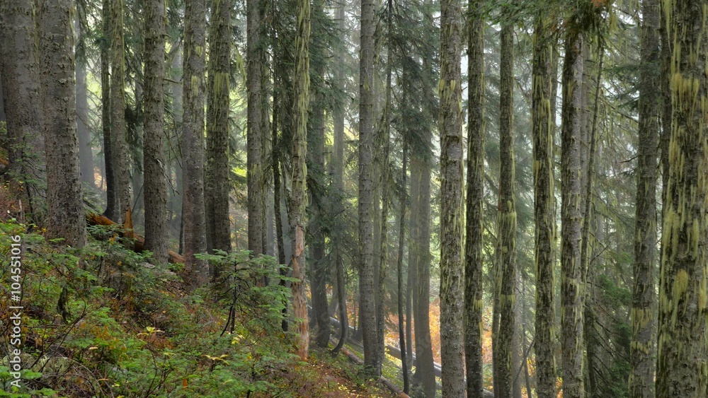 Trail in a dense forest among logs. Fog in autumn fir forest. 4K, 3840*2160, high bit rate, UHD Trail in a dense forest among logs. Fog in autumn fir forest. 4K, 3840*2160, high bit rate, UHD