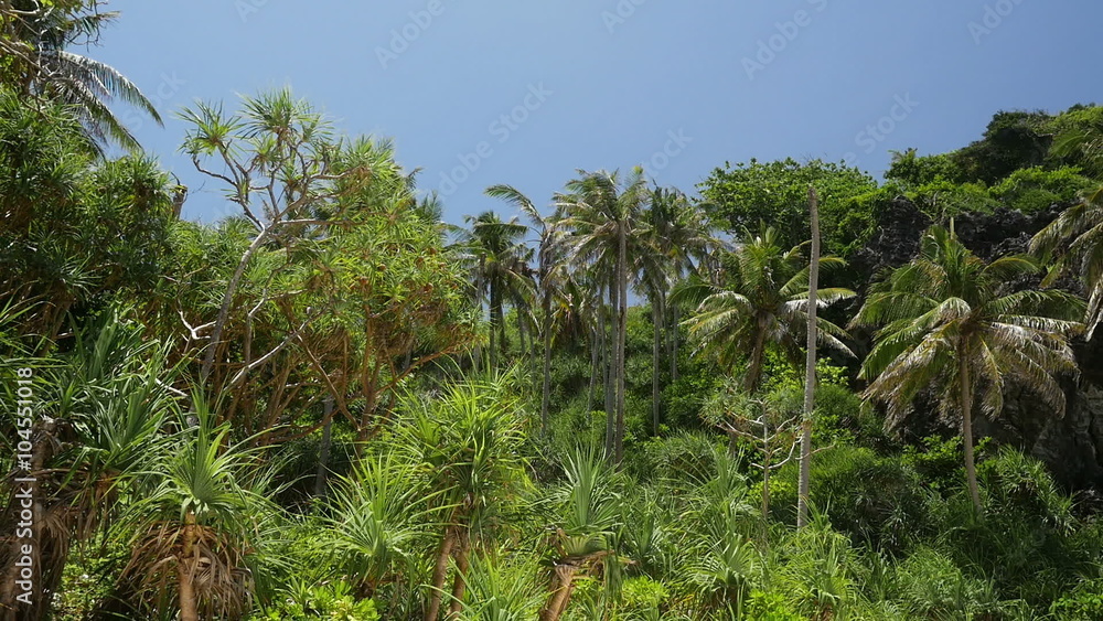Wilderness lush of tropical rainforest of Thai island Wilderness lush of tropical rainforest of Thai island